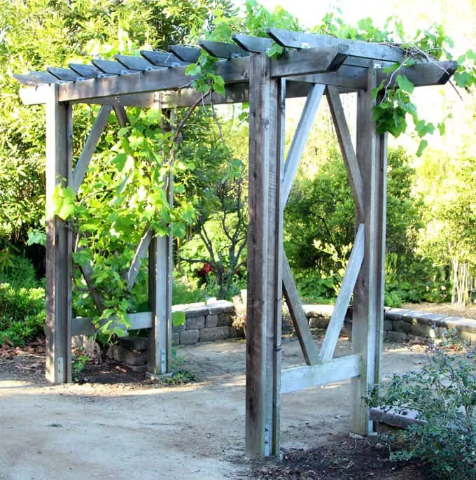 Grape Arbor